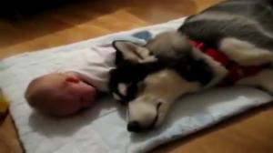 Crying Dog vs Crying Baby Funny Video Clip