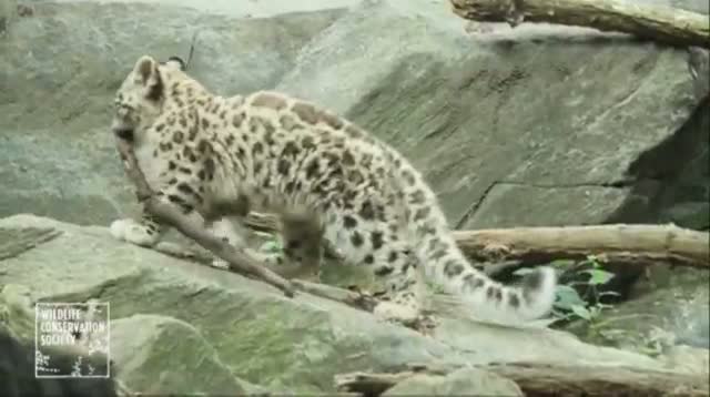 Snow Leopard Cub Makes Bronx Debut