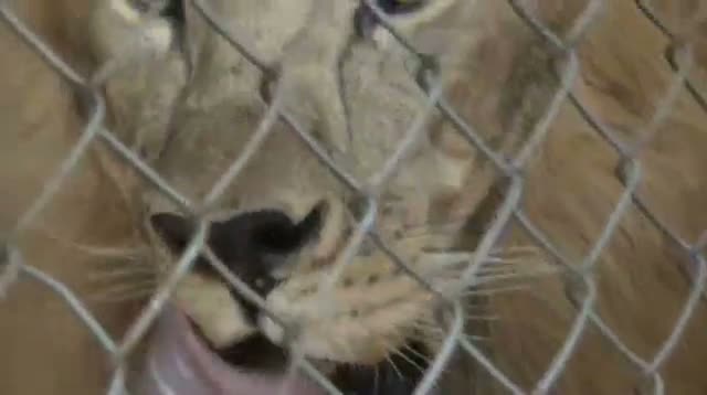 Virus Killing Big Cats at Animal Sanctuary