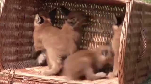 German Zoo Shows Off 4 Baby Lynx