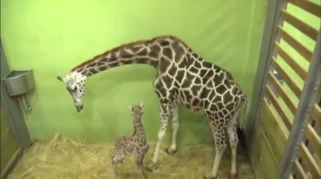 Giraffe Gives Birth to 18th Calf