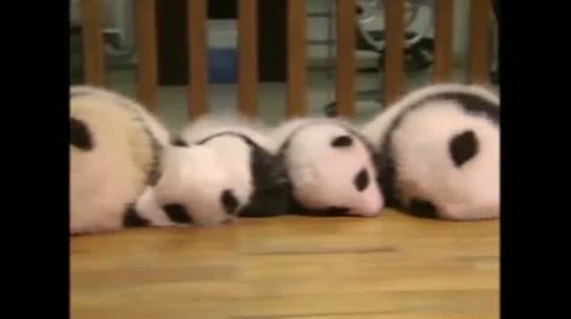 14 Artificially-Bred Panda Cubs