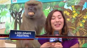 Baboon Gropes Reporter During Live Interview
