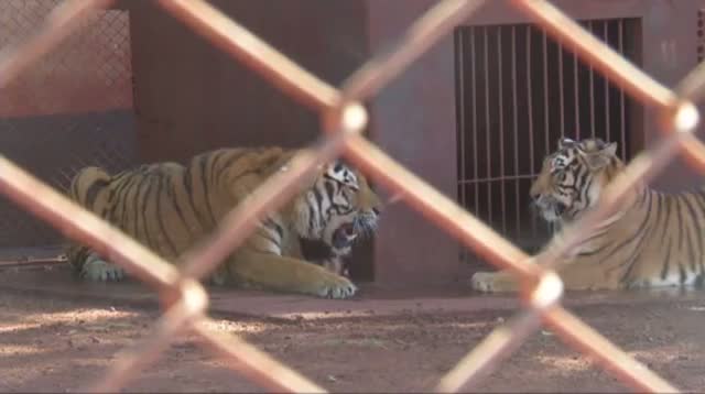 Brazil Tigers: Family Pets or Public Danger?