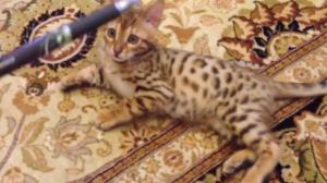 Bengal Kitten Plays Fetch