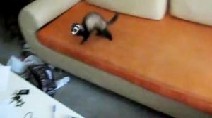 Derpy Ferret Misses The Table