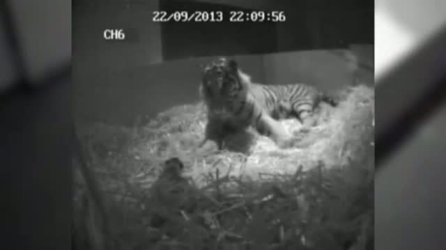 Baby Tiger Born at London Zoo