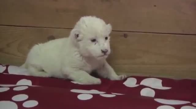 White Lion Cub Debuts at Serbia Zoo