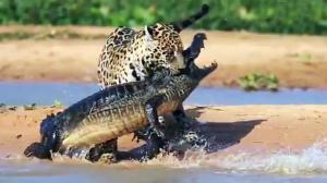 Jaguar Attacks Caiman Crocodile - CLOSE UP FOOTAGE