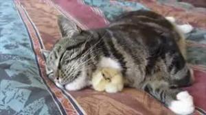 Chick Sleeps Under Cats Chin