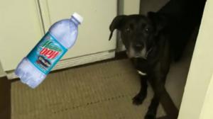 Dog Refuses To "Do The Dew"