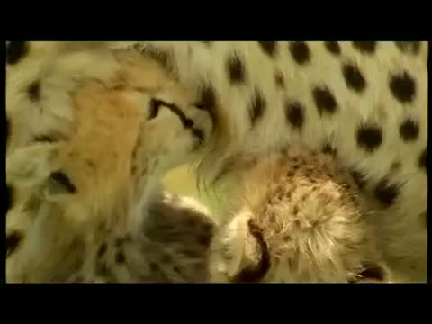 LMN - Lost Bushmen - Cheetah