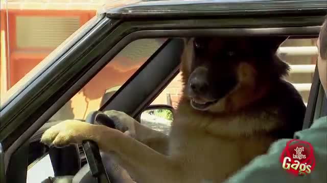 Just For Laughs - Smart Dog Drives Smart Car