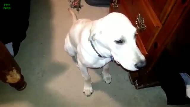 Ultimate Funny Guilty Dog Video Compilation 2013 