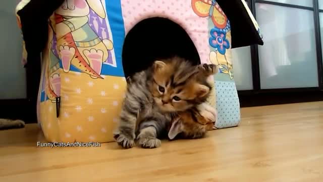 &#1057;utest couple of Kittens Falls Asleep . Funny Cats