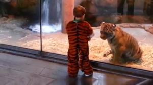Boy In Tiger Costume Makes Tiger Friend