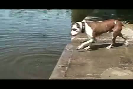Dog Learns About Physics - Funny Video