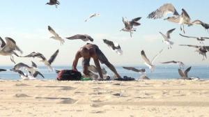 Crazy Bird Prank!! - Hilarious Crazy Seagull Prank