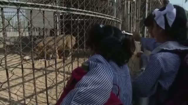 Lion Cubs Make Debut at Gaza City Zoo