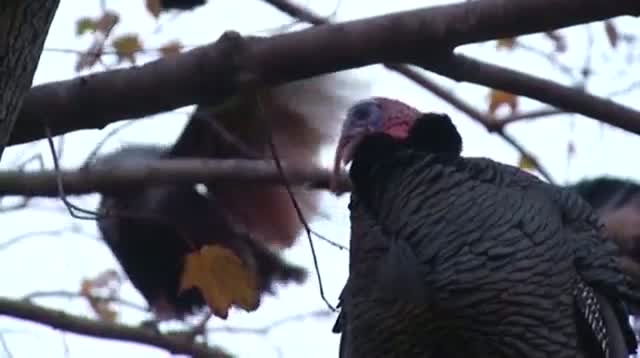 Turkeys Take Over New York Neighborhood