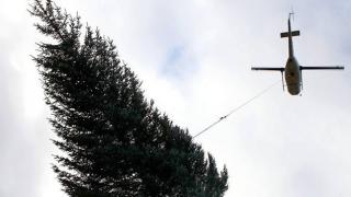Helicopter Pilot Harvests Christmas Trees