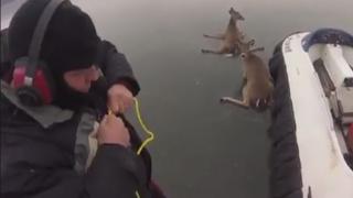 Men With Hovercraft Rescue 3 Deer