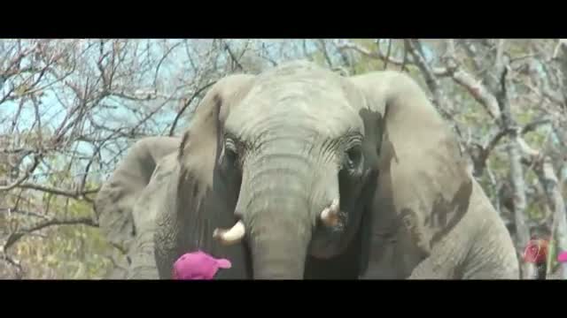 Chander Pahar Diaries - Episode 10 - African Elephants Part II - Behind The Scenes ft. Dev, Kamaleswar Mukherjee - Bangla Show