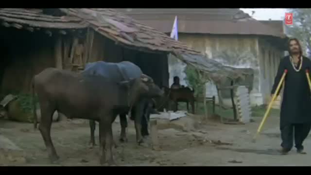Ban Ke Masiha Gaanv Se - Bhojpuri Video Song | Movie: Shammi Bhaiya