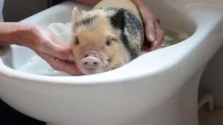 Spotted Micro Pig Has A Bath in a Bidet
