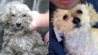 Heartwarming Rescue Of A Dog