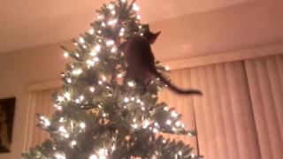 Cat Vs Christmas Tree