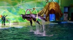 Dubai Dolphinarium Seal and Dholphin Show 2013 Full HD