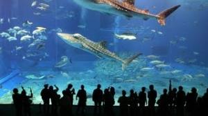 Sharks Dubai Aquarium Underwater Zoo 2013 Full HD