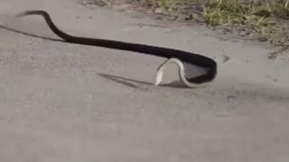 Bizarre Dancing Snake