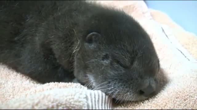 Portland's Baby River Otter Pup