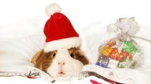 Happy Holidays - Pets Add Life and Talking Animals