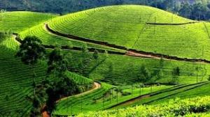 Beautiful Tea Gardens Munnar Kerala India *Full HD*