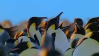 Happy New Year 2014 - Penguins: The Essence Of Freedom