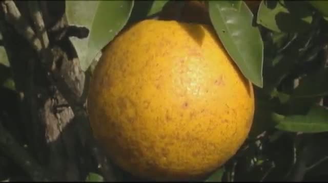 Florida Citrus Farmers Prepare for Cold Weather