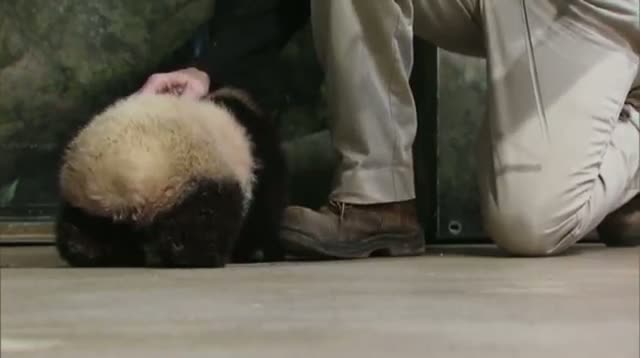 Weigh in for Bao Bao Right on Target