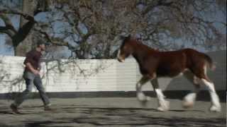 2013 Official Super Bowl Commercials ( Budweiser - The Clydesdales)