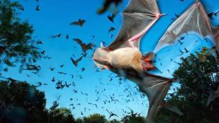 100,000 Dead Bats Rained Down On Australia