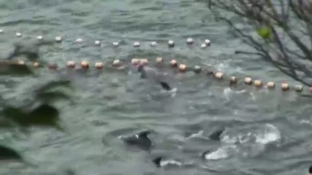 Japan Dolphin Hunt Videotaped