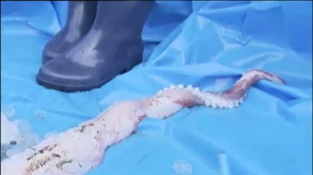 Giant Squid Caught Off Japan