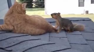 Cat And Squirrel Playing On A Roof Top