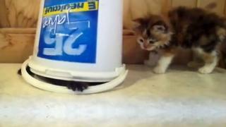 Adorable Kittens Playing With A Bucket