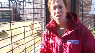 Lion Sneaks Up On Reporter
