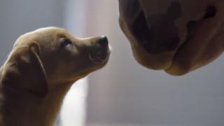 Budweiser Super Bowl XLVIII Commercial "Puppy Love"