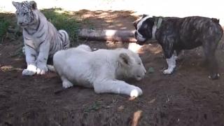 Brave Bulldog Attacks Lion And Tiger