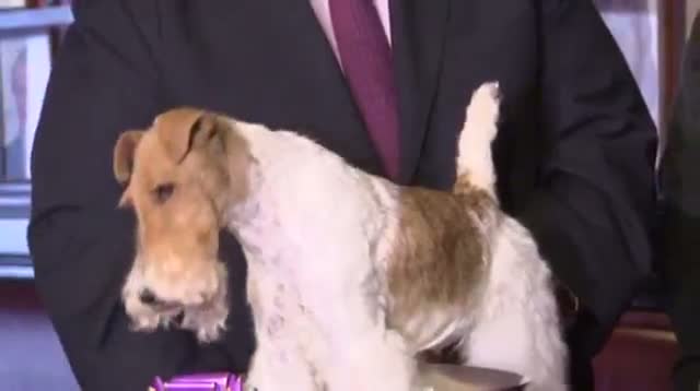 Winner of Westminster Dog Show Hits the Town